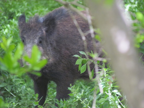 North African Boar