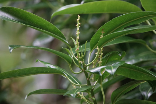 Sapium laurocerasus Desf.