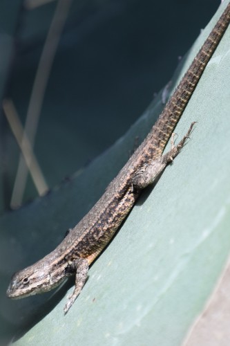 Dull Cursorial Spiny Lizard