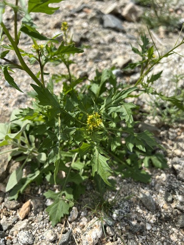 iNaturalist observation photo of London rocket