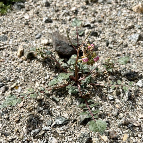 iNaturalist observation photo of Browneyes