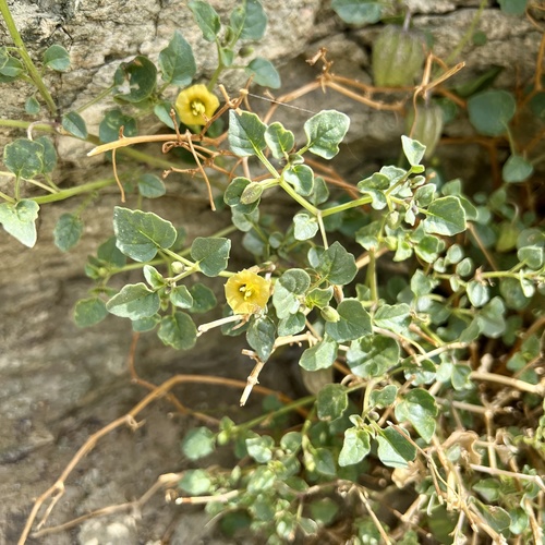 iNaturalist observation photo of Thickleaf Groundcherry