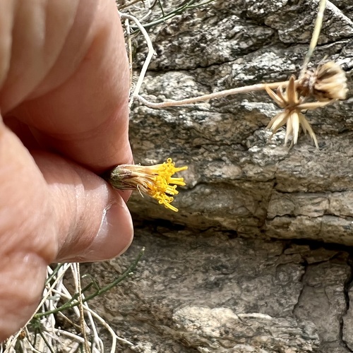 iNaturalist observation photo of Sweetbush