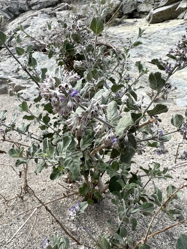 iNaturalist observation photo of desert lavender
