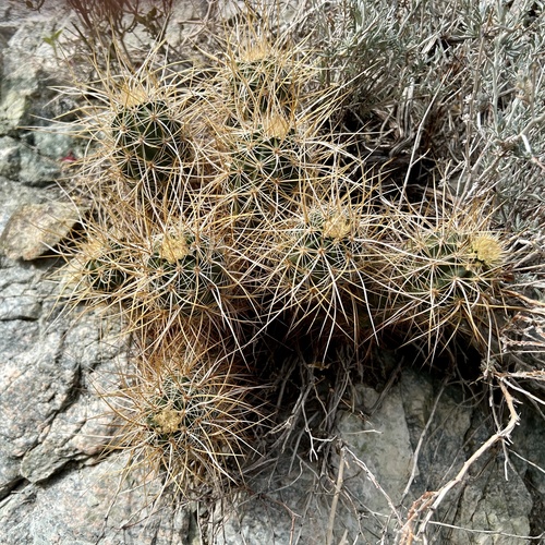 iNaturalist observation photo of Echinocereus engelmannii engelmannii