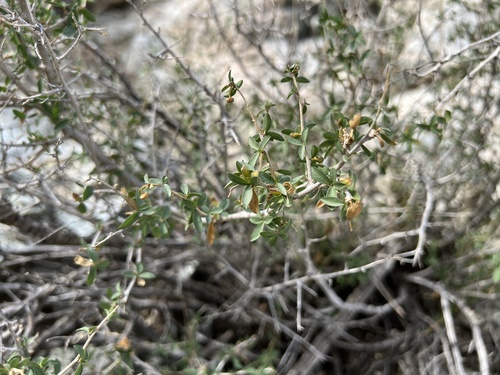 iNaturalist observation photo of Bigelow's crossosoma