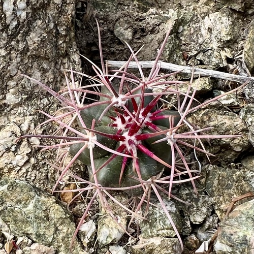 iNaturalist observation photo of California Barrel Cactus