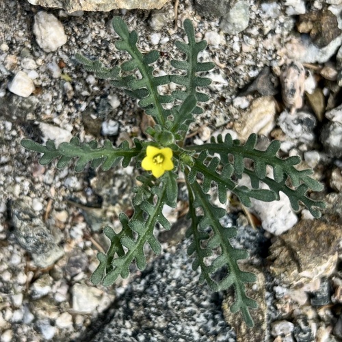 iNaturalist observation photo of Whitestem Blazingstar