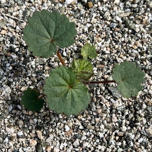 iNaturalist observation photo of desert fivespot