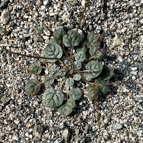 iNaturalist observation photo of Thomas's Wild Buckwheat