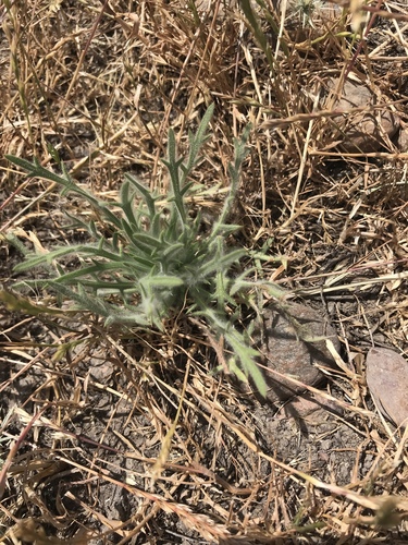 iNaturalist observation photo of Fitch's tarweed