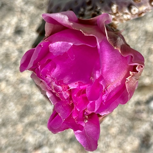 iNaturalist observation photo of beavertail cactus
