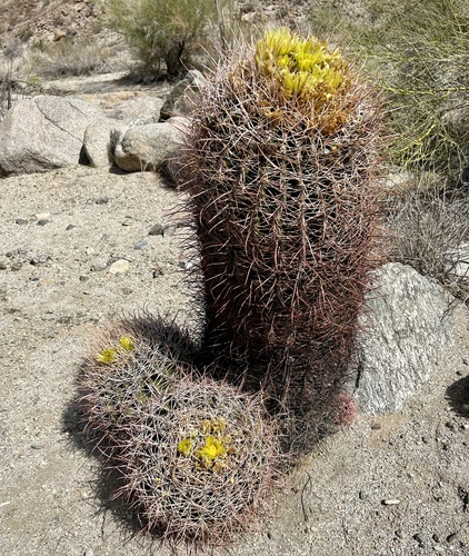 iNaturalist observation photo of California Barrel Cactus