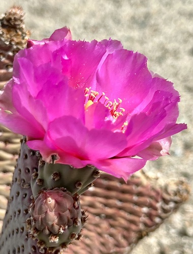 iNaturalist observation photo of beavertail cactus