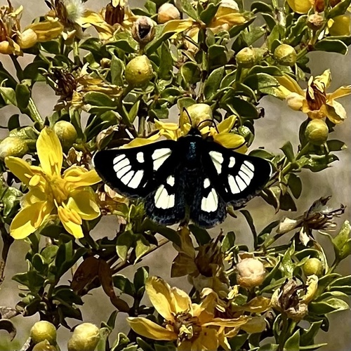 iNaturalist observation photo of Ridings' Forester