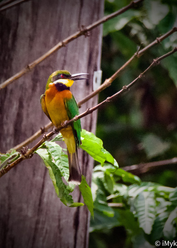 Cinnamon-chested Bee-eater