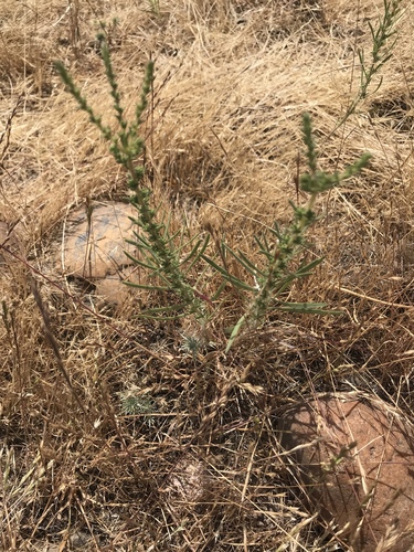 iNaturalist observation photo of Pit-gland Tarweed