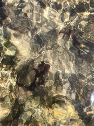 iNaturalist observation photo of Sierra Newt