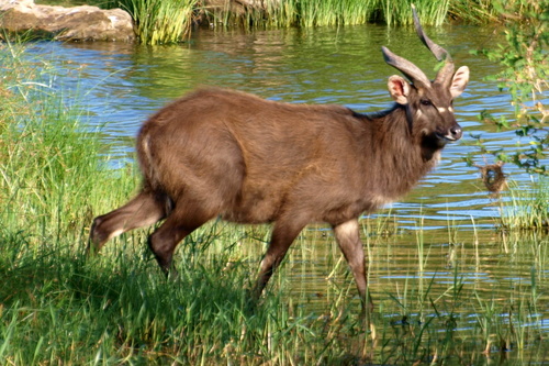 Sitatunga