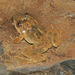 Broad-headed Frog - Photo (c) Paul Freed, all rights reserved, uploaded by Paul Freed