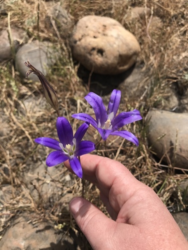 iNaturalist observation photo of harvest brodiaea