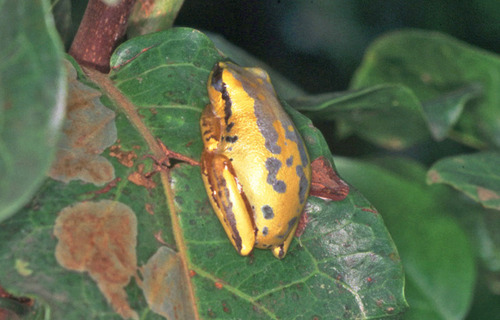Nossi Faly Reed Frog