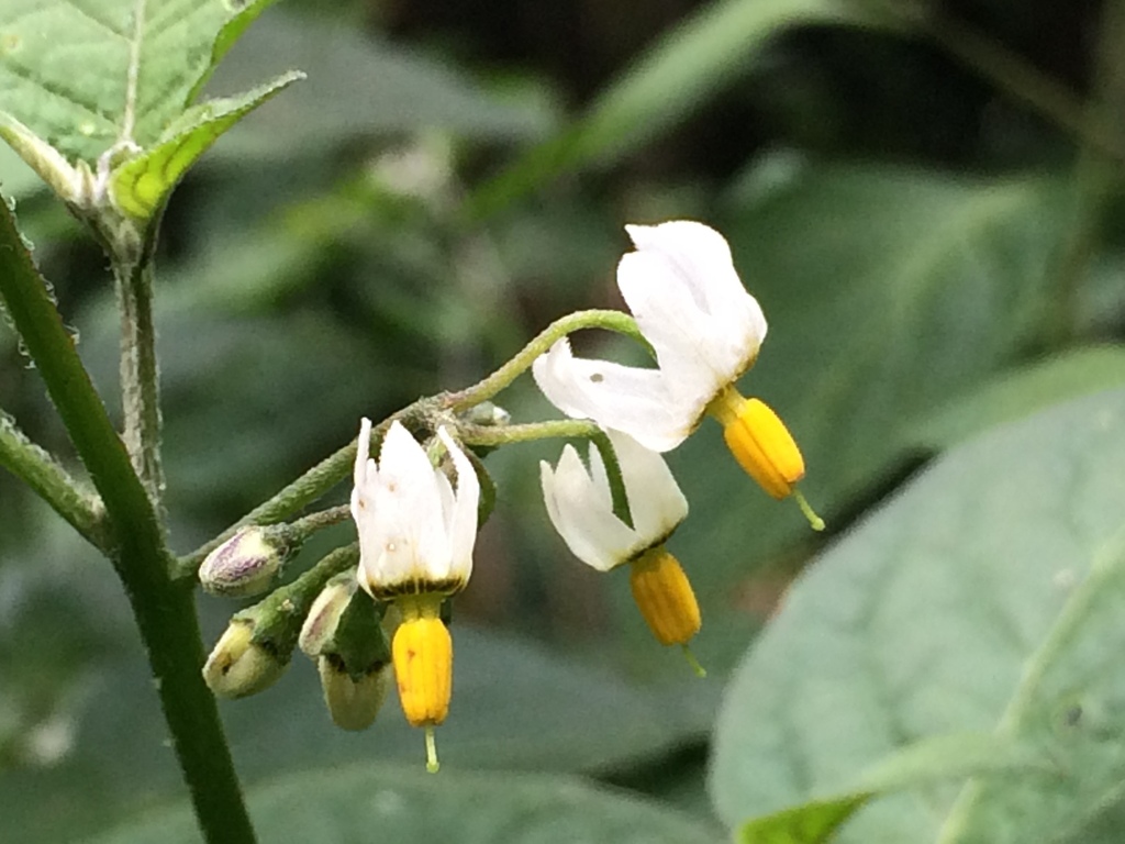 Solanum nigrescens — a medium houseplant, prefers full sun light
