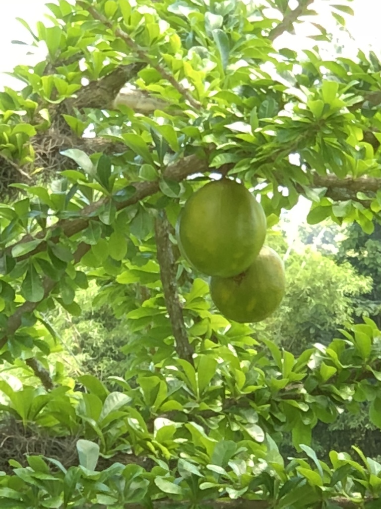 Calabash Tree From Pr-115, Rincon, Pr, Us On May 20, 2018 At 10:49 Am 