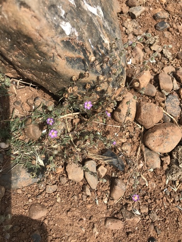 iNaturalist observation photo of Red Sand Spurrey