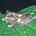 Bokermann's Tarauaca Tree Frog - Photo (c) Paul Freed, all rights reserved, uploaded by Paul Freed