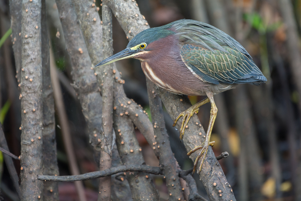Little Heron photo