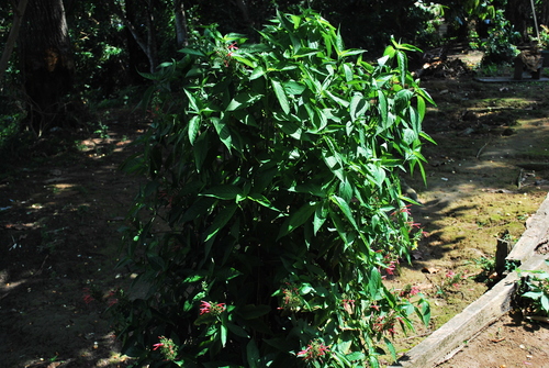 Justicia calycina