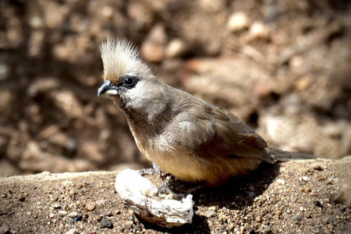Speckled Mousebird