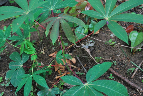 Cassava