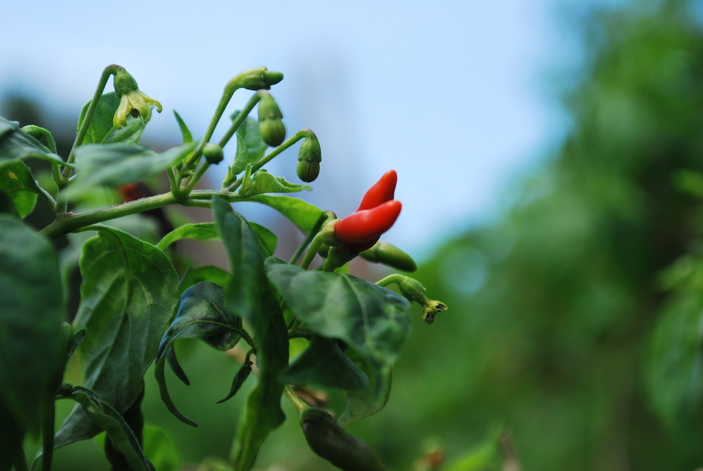 Capsicum frutescens — an easy houseplant, prefers full sun light