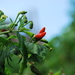 Tabasco Pepper - Photo (c) Juliana Lins, all rights reserved, uploaded by Juliana Lins