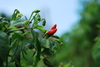 Tabasco Pepper - Photo (c) Juliana Lins, all rights reserved, uploaded by Juliana Lins