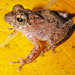 Ferguson's Tree Frog - Photo (c) Paul Freed, all rights reserved, uploaded by Paul Freed