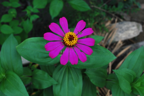 Elegant Zinnia