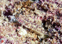 Coryphopterus urospilus image