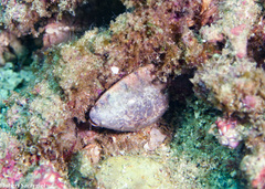 Pseudozonaria arabicula image