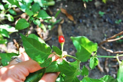 aji pepper