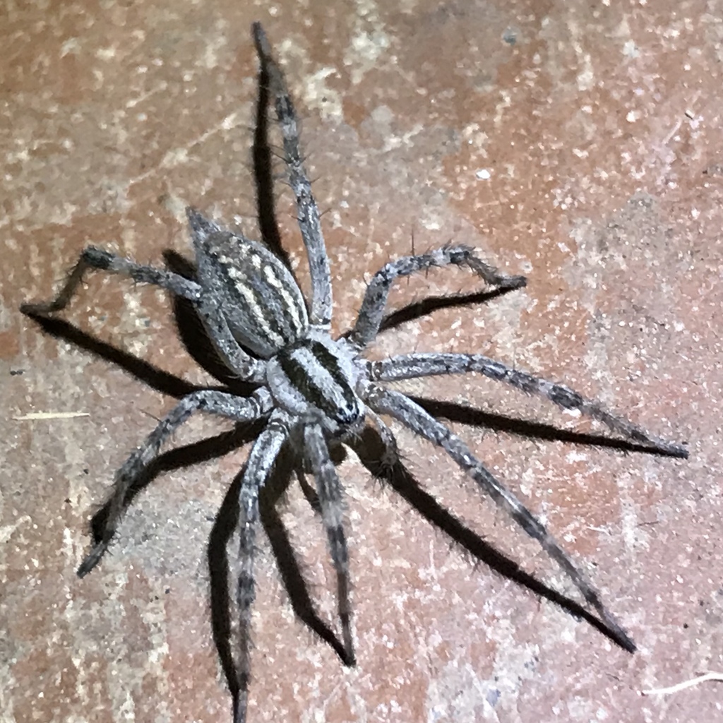 Desert Grass Spider from Mojave National Preserve, Essex, CA, US on May