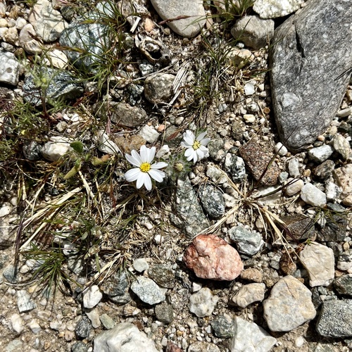 iNaturalist observation photo of Mojave desertstar