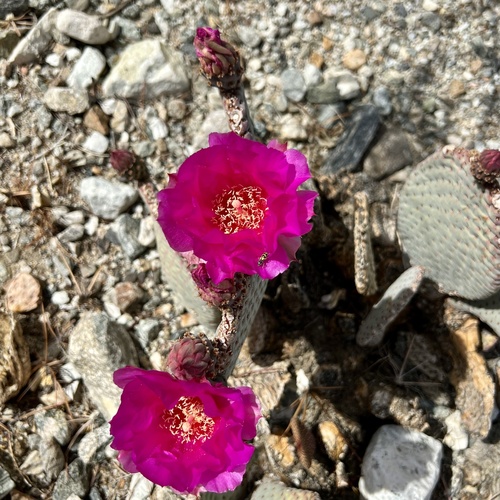 iNaturalist observation photo of beavertail cactus