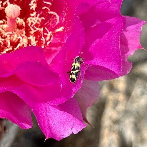 iNaturalist observation photo of Ornate Checkered Beetle