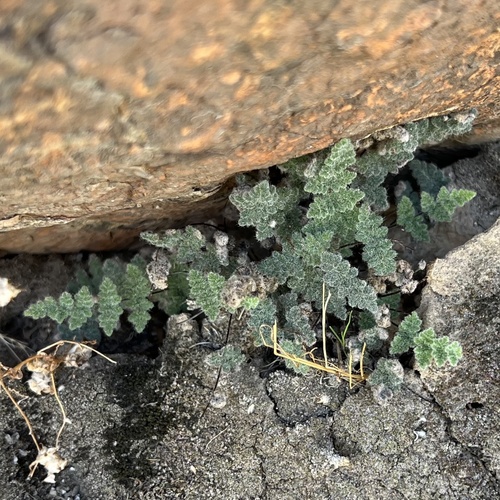 iNaturalist observation photo of Parry's lip fern