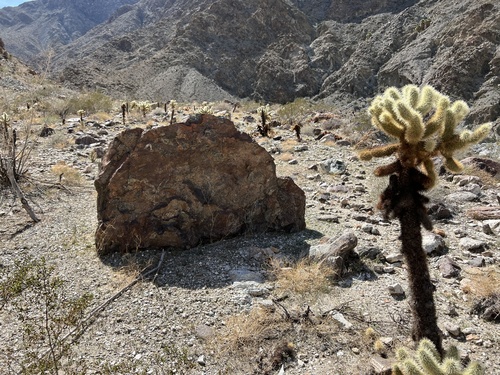 iNaturalist observation photo of Teddybear Cholla