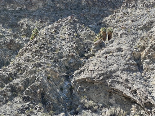 iNaturalist observation photo of California fan palm