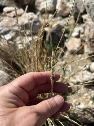 iNaturalist observation photo of Big Galleta